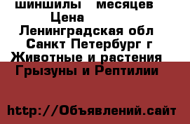 шиншилы 8 месяцев. › Цена ­ 3 000 - Ленинградская обл., Санкт-Петербург г. Животные и растения » Грызуны и Рептилии   